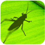 Grasshopper下载_grasshopper for rhino5中文版软件logo图