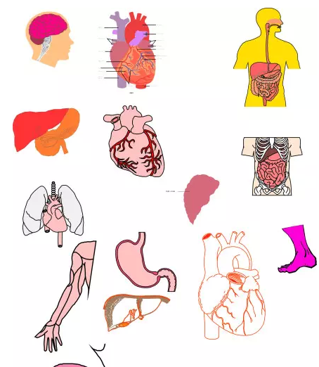 人体器官图下载|人体内脏器官结构图 PDF高清完整版软件logo图