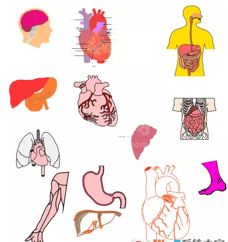 人体器官图下载|人体内脏器官结构图 PDF高清完整版