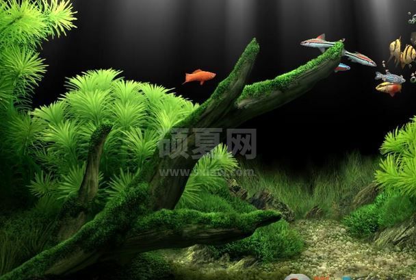 梦幻水族馆破解版|梦幻水族馆动态屏保 1.240增强汉化安装版